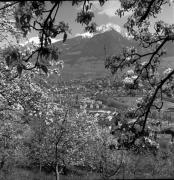 Obstbaum/Obst (Positivo) di Foto Elisabeth Fuchs-Hauffen, Überlingen/Bodensee,Fuchs-Hauffen, Elisabeth (1977/04/01 - 1977/04/43)