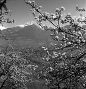 Obstbaum/Obst (Positivo) di Foto Elisabeth Fuchs-Hauffen, Überlingen/Bodensee,Fuchs-Hauffen, Elisabeth (1977/04/01 - 1977/04/43)