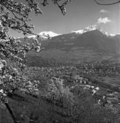 Obstbaum/Obst (Positivo) di Foto Elisabeth Fuchs-Hauffen, Überlingen/Bodensee,Fuchs-Hauffen, Elisabeth (1977/04/01 - 1977/04/43)