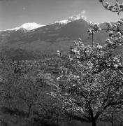 Obstbaum/Obst (Positivo) di Foto Elisabeth Fuchs-Hauffen, Überlingen/Bodensee,Fuchs-Hauffen, Elisabeth (1977/04/01 - 1977/04/43)