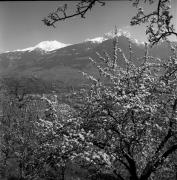 Obstbaum/Obst (Positivo) di Foto Elisabeth Fuchs-Hauffen, Überlingen/Bodensee,Fuchs-Hauffen, Elisabeth (1977/04/01 - 1977/04/43)