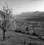 Obstbaum/Obst (Positivo) di Foto Elisabeth Fuchs-Hauffen, Überlingen/Bodensee,Fuchs-Hauffen, Elisabeth (1977/04/01 - 1977/04/43)