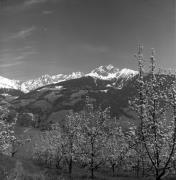 Obstbaum/Obst (Positivo) di Foto Elisabeth Fuchs-Hauffen, Überlingen/Bodensee,Fuchs-Hauffen, Elisabeth (1977/04/01 - 1977/04/43)