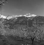 Obstbaum/Obst (Positivo) di Foto Elisabeth Fuchs-Hauffen, Überlingen/Bodensee,Fuchs-Hauffen, Elisabeth (1977/04/01 - 1977/04/43)