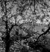 Schloss Tirol (Positivo) di Foto Elisabeth Fuchs-Hauffen, Überlingen/Bodensee,Fuchs-Hauffen, Elisabeth (1977/04/01 - 1977/04/43)