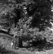 Kastanienbaum (Positivo) di Foto Elisabeth Fuchs-Hauffen, Überlingen/Bodensee,Fuchs-Hauffen, Elisabeth (1971/10/01 - 1971/10/31)