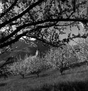 frutteto (Positivo) di Foto Elisabeth Fuchs-Hauffen, Überlingen/Bodensee,Fuchs-Hauffen, Elisabeth (1976/04/01 - 1976/04/43)