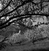 frutteto (Positivo) di Foto Elisabeth Fuchs-Hauffen, Überlingen/Bodensee,Fuchs-Hauffen, Elisabeth (1976/04/01 - 1976/04/43)