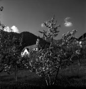 frutteto (Positivo) di Foto Elisabeth Fuchs-Hauffen, Überlingen/Bodensee,Fuchs-Hauffen, Elisabeth (1976/04/01 - 1976/04/43)