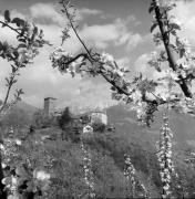 frutteto (Positivo) di Foto Elisabeth Fuchs-Hauffen, Überlingen/Bodensee,Fuchs-Hauffen, Elisabeth (1976/04/01 - 1976/04/43)