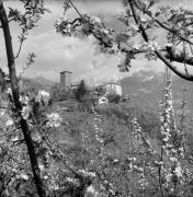 frutteto (Positivo) di Foto Elisabeth Fuchs-Hauffen, Überlingen/Bodensee,Fuchs-Hauffen, Elisabeth (1976/04/01 - 1976/04/43)