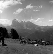 cavallo (Positivo) di Foto Elisabeth Fuchs-Hauffen, Überlingen/Bodensee,Fuchs-Hauffen, Elisabeth (1976/06/01 - 1976/06/63)
