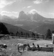 cavallo (Positivo) di Foto Elisabeth Fuchs-Hauffen, Überlingen/Bodensee,Fuchs-Hauffen, Elisabeth (1976/06/01 - 1976/06/63)