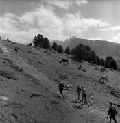 cavallo (Positivo) di Foto Elisabeth Fuchs-Hauffen, Überlingen/Bodensee,Fuchs-Hauffen, Elisabeth (1976/06/01 - 1976/06/63)