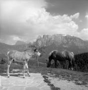 cavallo (Positivo) di Foto Elisabeth Fuchs-Hauffen, Überlingen/Bodensee,Fuchs-Hauffen, Elisabeth (1976/06/01 - 1976/06/63)