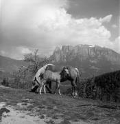 cavallo (Positivo) di Foto Elisabeth Fuchs-Hauffen, Überlingen/Bodensee,Fuchs-Hauffen, Elisabeth (1976/06/01 - 1976/06/63)