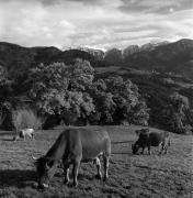 mucca/bovino (Positivo) di Foto Elisabeth Fuchs-Hauffen, Überlingen/Bodensee,Fuchs-Hauffen, Elisabeth (1968/09/01 - 1968/09/93)