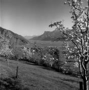 Obstbaum/Obst (Positivo) di Foto Elisabeth Fuchs-Hauffen, Überlingen/Bodensee,Fuchs-Hauffen, Elisabeth (1977/04/01 - 1977/04/43)
