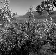 Obstbaum/Obst (Positivo) di Foto Elisabeth Fuchs-Hauffen, Überlingen/Bodensee,Fuchs-Hauffen, Elisabeth (1977/04/01 - 1977/04/43)