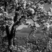 Obstbaum/Obst (Positivo) di Foto Elisabeth Fuchs-Hauffen, Überlingen/Bodensee,Fuchs-Hauffen, Elisabeth (1977/04/01 - 1977/04/43)