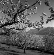 Obstbaum/Obst (Positivo) di Foto Elisabeth Fuchs-Hauffen, Überlingen/Bodensee,Fuchs-Hauffen, Elisabeth (1977/04/01 - 1977/04/43)
