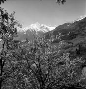 sentiero (Positivo) di Foto Elisabeth Fuchs-Hauffen, Überlingen/Bodensee,Fuchs-Hauffen, Elisabeth (1977/04/01 - 1977/04/43)