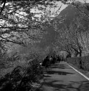 Weg: Falknerweg (Positivo) di Foto Elisabeth Fuchs-Hauffen, Überlingen/Bodensee,Fuchs-Hauffen, Elisabeth (1977/04/01 - 1977/04/43)