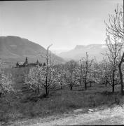 frutteto (Positivo) di Foto Elisabeth Fuchs-Hauffen, Überlingen/Bodensee,Fuchs-Hauffen, Elisabeth (1977/04/01 - 1977/04/43)