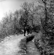 sentiero (Positivo) di Foto Elisabeth Fuchs-Hauffen, Überlingen/Bodensee,Fuchs-Hauffen, Elisabeth (1977/04/01 - 1977/04/43)