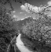 sentiero (Positivo) di Foto Elisabeth Fuchs-Hauffen, Überlingen/Bodensee,Fuchs-Hauffen, Elisabeth (1977/04/01 - 1977/04/43)