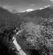 sentiero (Positivo) di Foto Elisabeth Fuchs-Hauffen, Überlingen/Bodensee,Fuchs-Hauffen, Elisabeth (1977/04/01 - 1977/04/43)