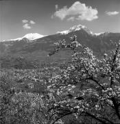 Panorama (Positivo) di Foto Elisabeth Fuchs-Hauffen, Überlingen/Bodensee,Fuchs-Hauffen, Elisabeth (1977/04/01 - 1977/04/43)