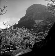 sentiero (Positivo) di Foto Elisabeth Fuchs-Hauffen, Überlingen/Bodensee,Fuchs-Hauffen, Elisabeth (1977/04/01 - 1977/04/43)