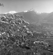 Panorama (Positivo) di Foto Elisabeth Fuchs-Hauffen, Überlingen/Bodensee,Fuchs-Hauffen, Elisabeth (1977/04/01 - 1977/04/43)