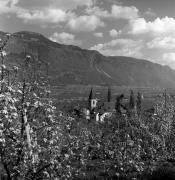 Obstbaum/Obst (Positivo) di Foto Elisabeth Fuchs-Hauffen, Überlingen/Bodensee,Fuchs-Hauffen, Elisabeth (1977/04/01 - 1977/04/43)