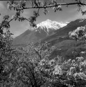 Schloß Thurnstein (Tirol) (Positivo) di Foto Elisabeth Fuchs-Hauffen, Überlingen/Bodensee,Fuchs-Hauffen, Elisabeth (1977/04/01 - 1977/04/43)