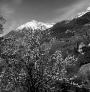 Schloß Thurnstein (Tirol) (Positivo) di Foto Elisabeth Fuchs-Hauffen, Überlingen/Bodensee,Fuchs-Hauffen, Elisabeth (1977/04/01 - 1977/04/43)