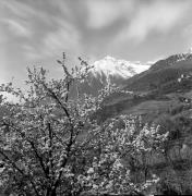 Schloß Thurnstein (Tirol) (Positivo) di Foto Elisabeth Fuchs-Hauffen, Überlingen/Bodensee,Fuchs-Hauffen, Elisabeth (1977/04/01 - 1977/04/43)
