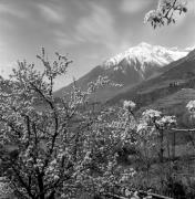 Obstbaum/Obst (Positivo) di Foto Elisabeth Fuchs-Hauffen, Überlingen/Bodensee,Fuchs-Hauffen, Elisabeth (1977/04/01 - 1977/04/43)