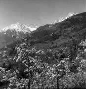 Schloß Thurnstein (Tirol) (Positivo) di Foto Elisabeth Fuchs-Hauffen, Überlingen/Bodensee,Fuchs-Hauffen, Elisabeth (1977/04/01 - 1977/04/43)
