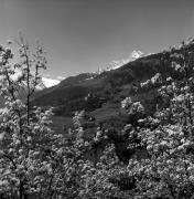 Schloß Thurnstein (Tirol) (Positivo) di Foto Elisabeth Fuchs-Hauffen, Überlingen/Bodensee,Fuchs-Hauffen, Elisabeth (1977/04/01 - 1977/04/43)