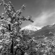 Schloß Thurnstein (Tirol) (Positivo) di Foto Elisabeth Fuchs-Hauffen, Überlingen/Bodensee,Fuchs-Hauffen, Elisabeth (1977/04/01 - 1977/04/43)