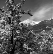 Schloß Thurnstein (Tirol) (Positivo) di Foto Elisabeth Fuchs-Hauffen, Überlingen/Bodensee,Fuchs-Hauffen, Elisabeth (1977/04/01 - 1977/04/43)