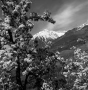 Schloß Thurnstein (Tirol) (Positivo) di Foto Elisabeth Fuchs-Hauffen, Überlingen/Bodensee,Fuchs-Hauffen, Elisabeth (1977/04/01 - 1977/04/43)