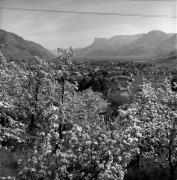 Obstbaum/Obst (Positivo) di Foto Elisabeth Fuchs-Hauffen, Überlingen/Bodensee,Fuchs-Hauffen, Elisabeth (1977/04/01 - 1977/04/43)