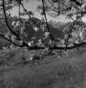 frutteto (Positivo) di Foto Elisabeth Fuchs-Hauffen, Überlingen/Bodensee,Fuchs-Hauffen, Elisabeth (1977/04/01 - 1977/04/43)