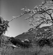 Schloß Runkelstein (Positivo) di Foto Elisabeth Fuchs-Hauffen, Überlingen/Bodensee,Fuchs-Hauffen, Elisabeth (1977/04/01 - 1977/04/43)