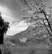 Schloß Runkelstein (Positivo) di Foto Elisabeth Fuchs-Hauffen, Überlingen/Bodensee,Fuchs-Hauffen, Elisabeth (1977/04/01 - 1977/04/43)