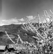 Kirche Bozen St. Georgen (Positivo) di Foto Elisabeth Fuchs-Hauffen, Überlingen/Bodensee,Fuchs-Hauffen, Elisabeth (1977/04/01 - 1977/04/43)
