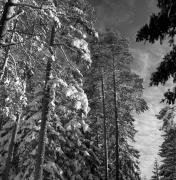 Wald/Bäume, Winter (Positivo) di Foto Elisabeth Fuchs-Hauffen, Überlingen/Bodensee,Fuchs-Hauffen, Elisabeth (1977/03/01 - 1977/03/31)